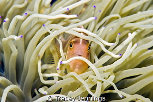 Nemo by Tracey Jennings 